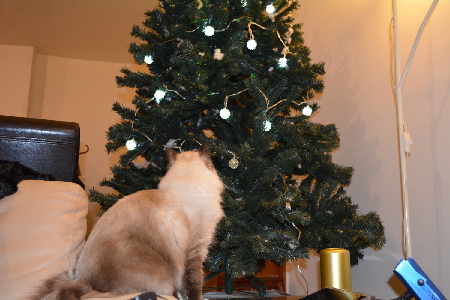 Daisy Blue admiring the Christmas tree
