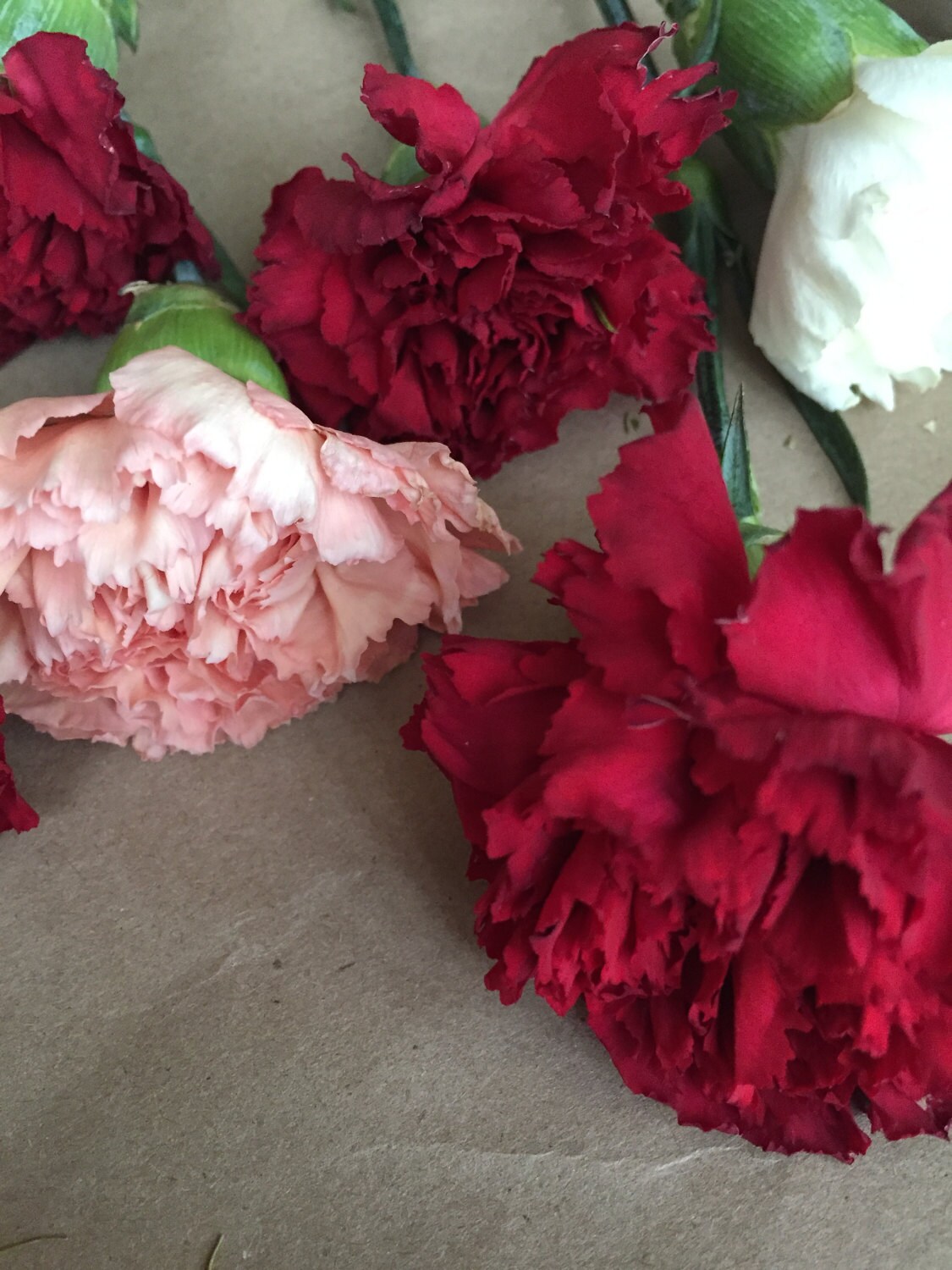 Fresh Carnation Flowers