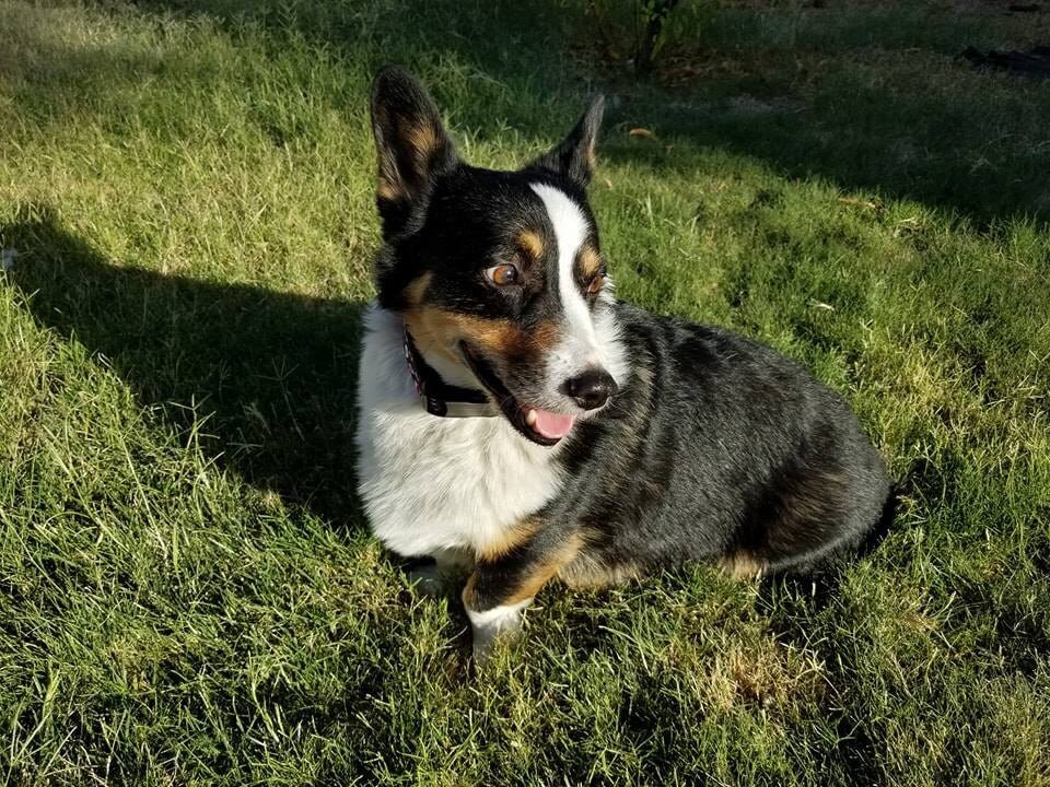 Kiba laying in he grass