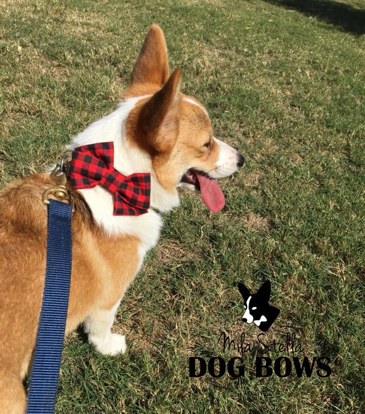 Corgi