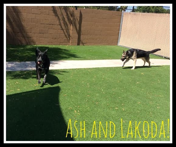 Ash and Lakoda, destroyer of dog toys