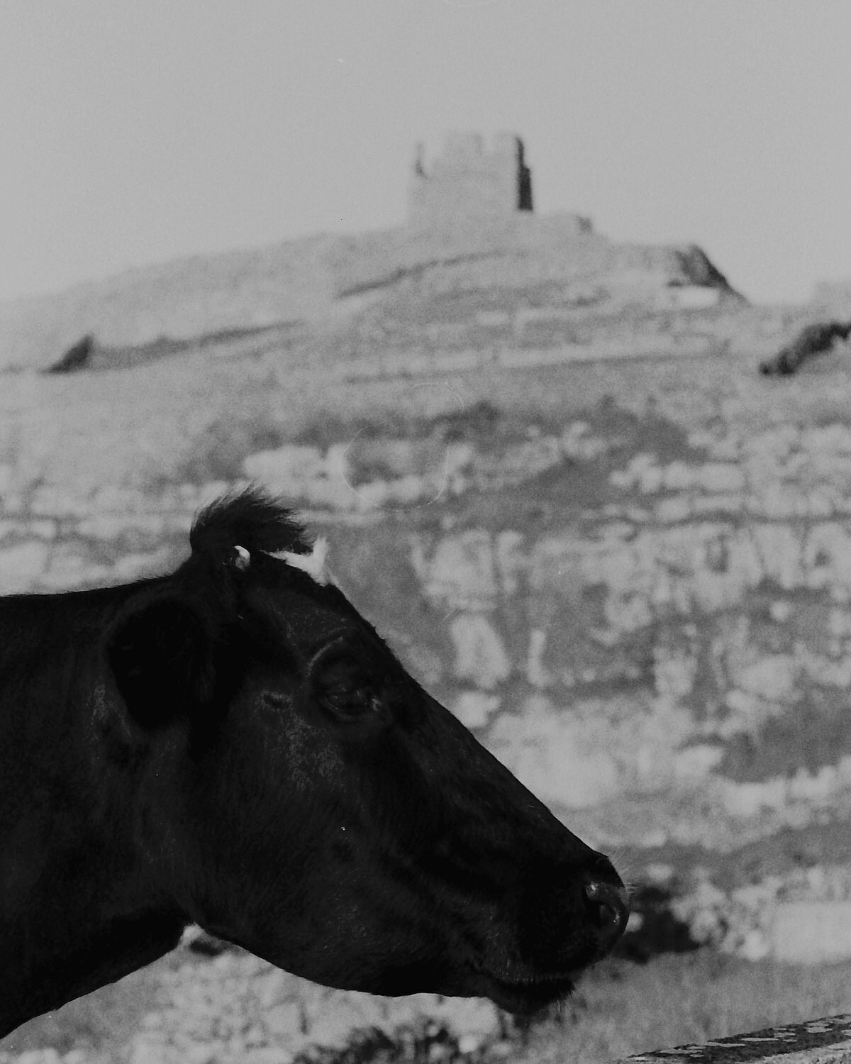 OBriens castle in the background.