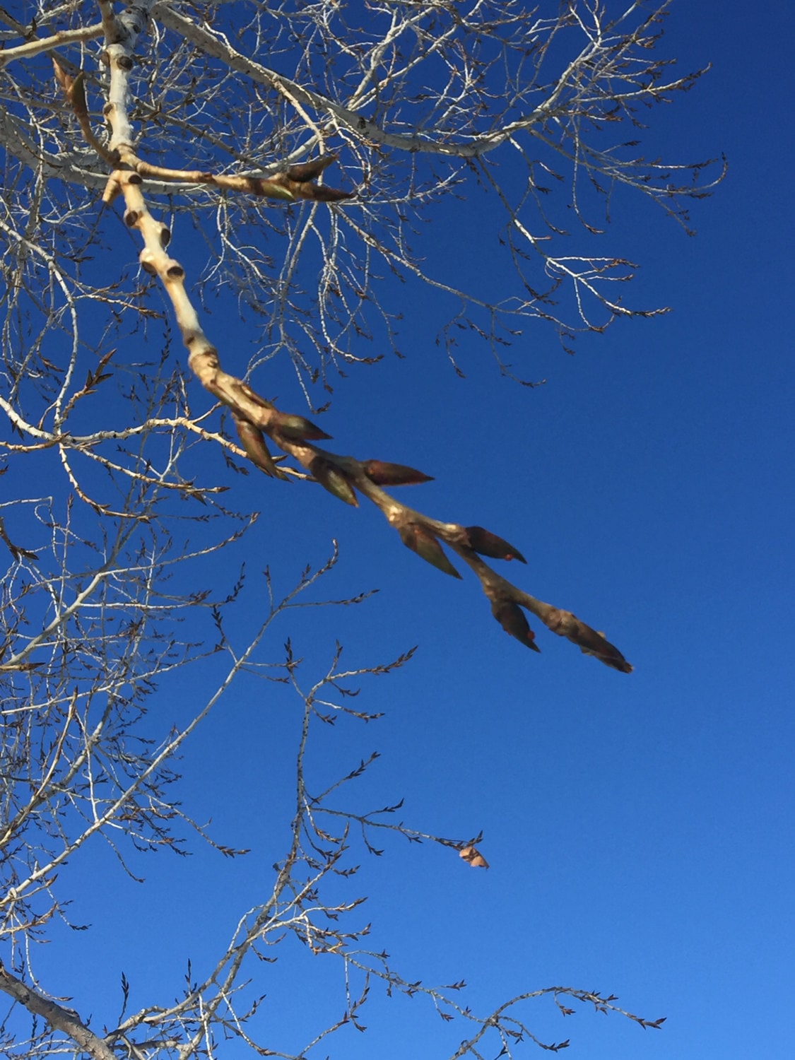 Cottonwood buds