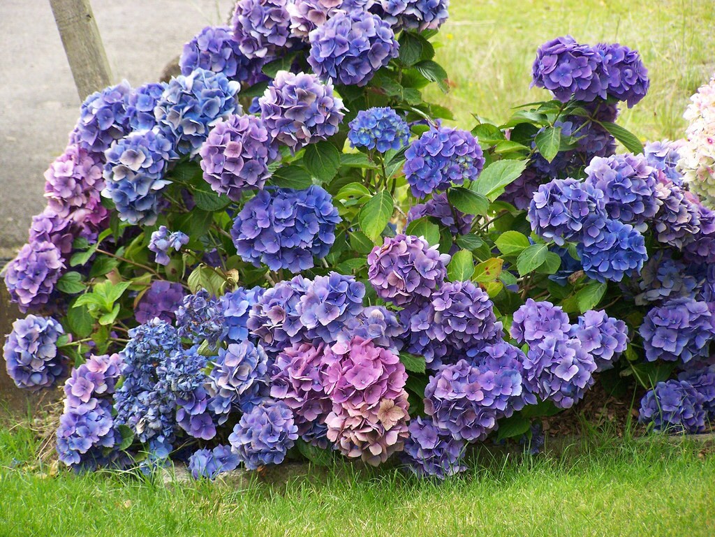 Hydrangea flower as an inspiration to Tiffany lamp