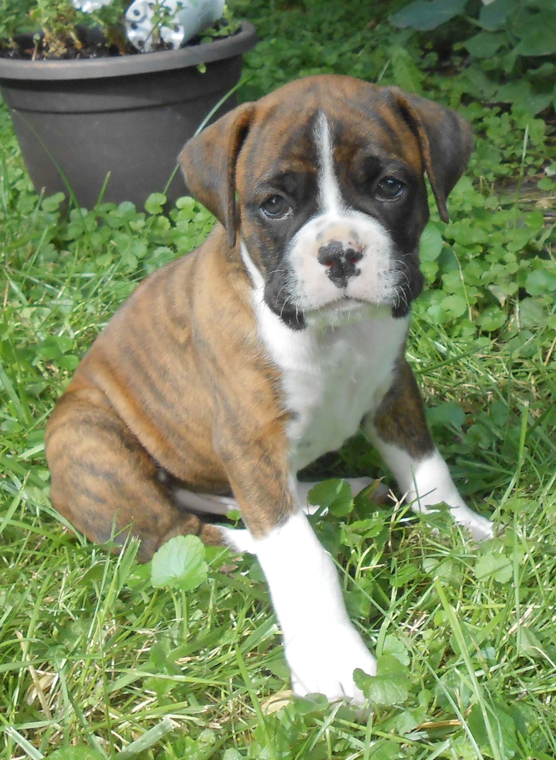 boxer puppy, six weeks, 6 week old, training six week old puppy
