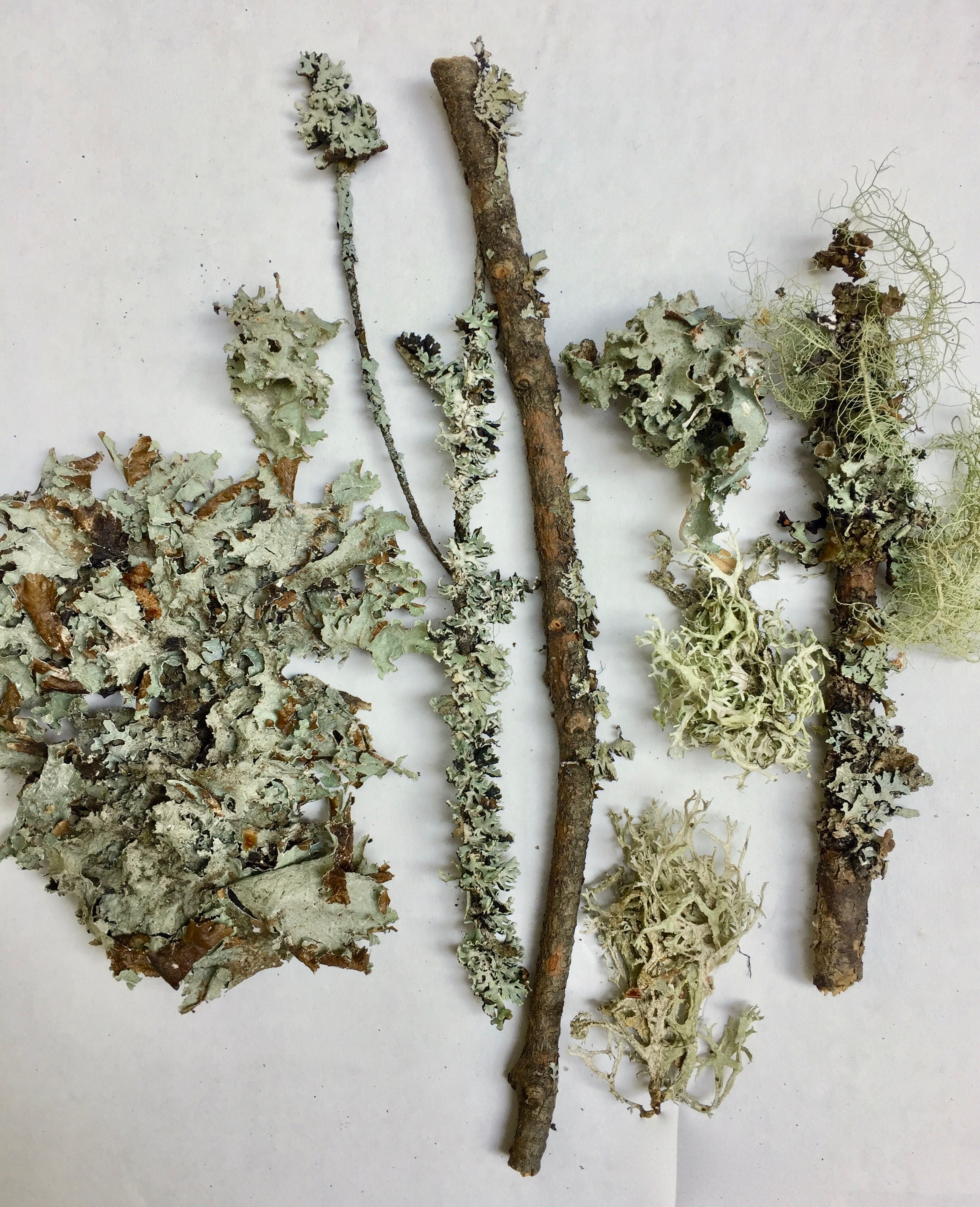 Moss and Lichen for a natural dye bath