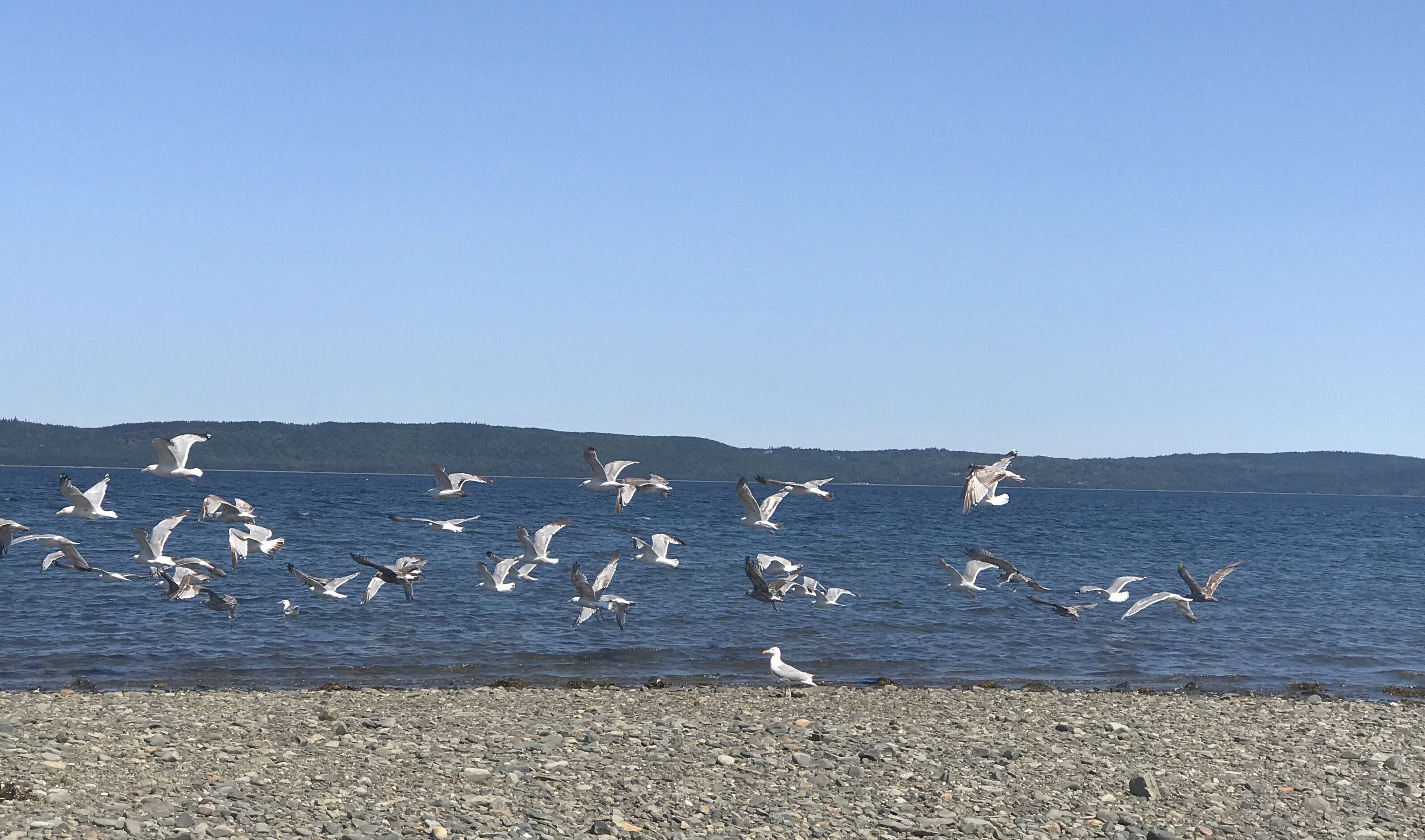 Exploring the beach at Gilbert's Cove in Digby Nova Scotia