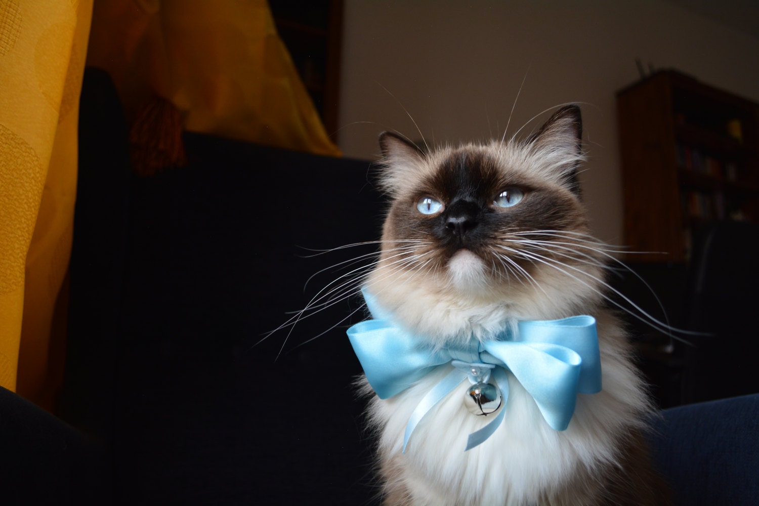 Daisy Blue wearing a blue bow