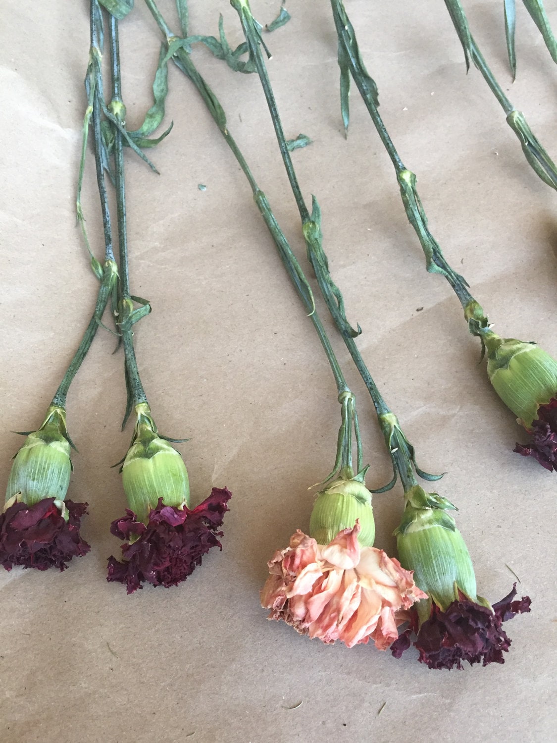 3rd Day Dry Carnation Flowers