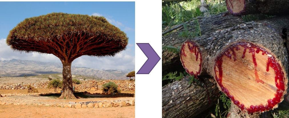 Dragon Blood Tree