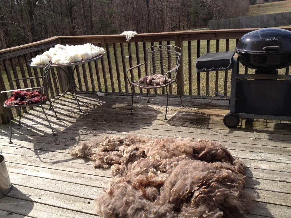 Mohair in chairs, Hogs Island sheep on table, and alpaca on decking
