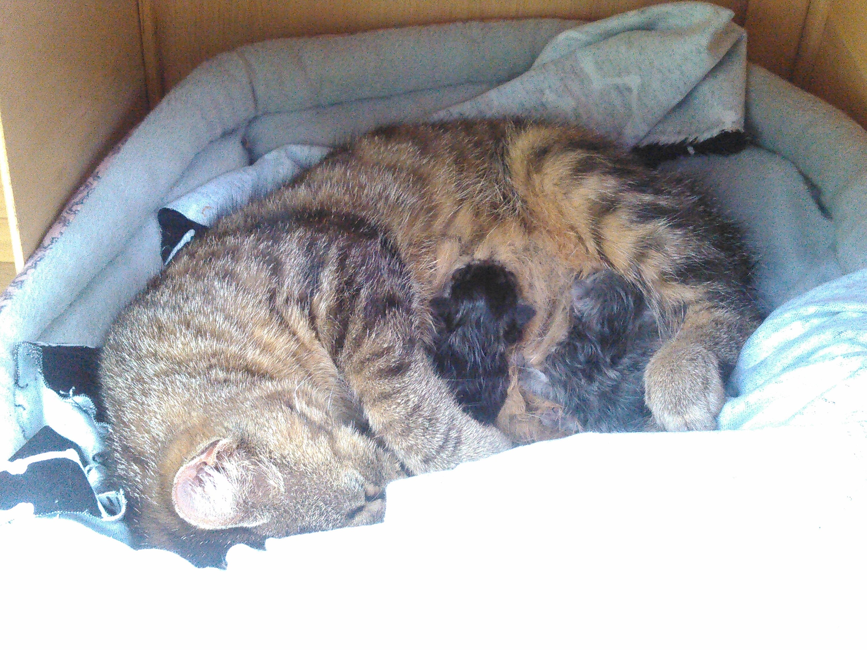 catmom
