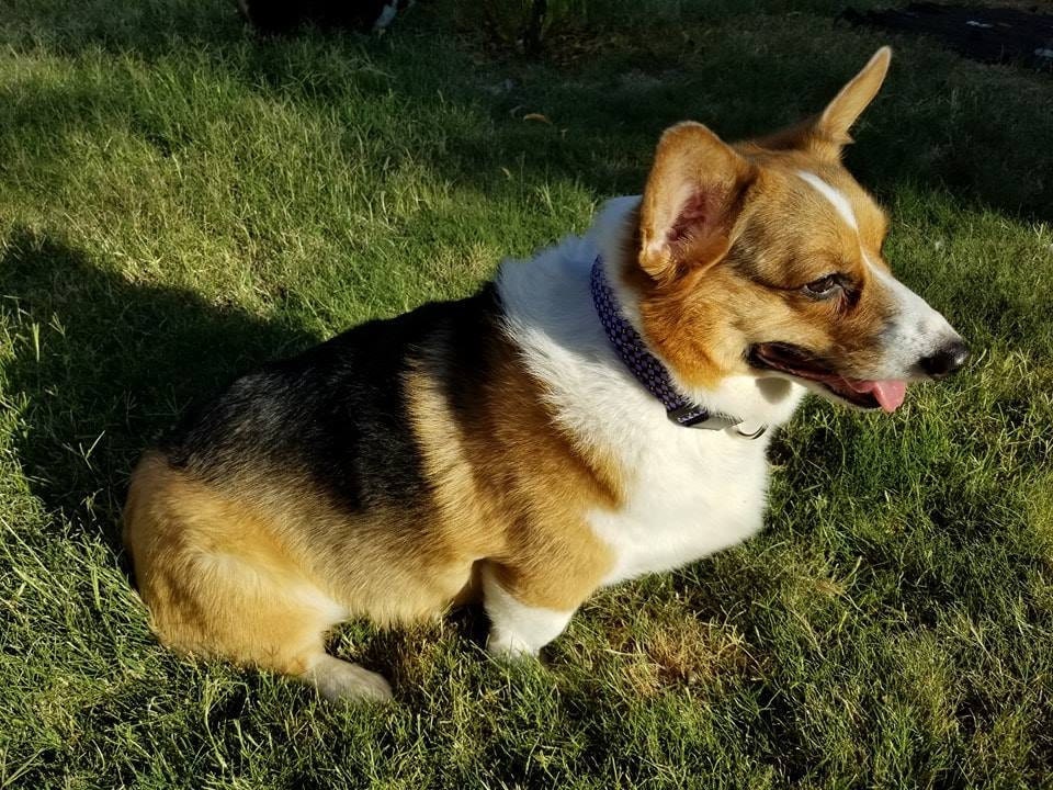 Daisy sitting in the grass