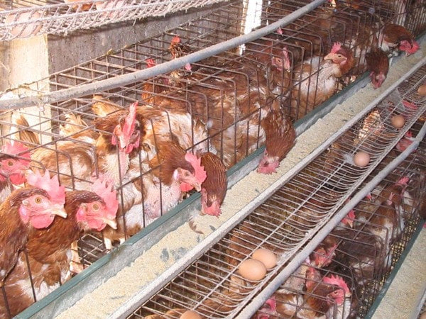 Caged commercial  laying hens
