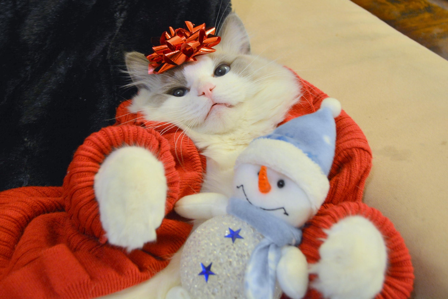 Boris Sugar Puffs & red bow