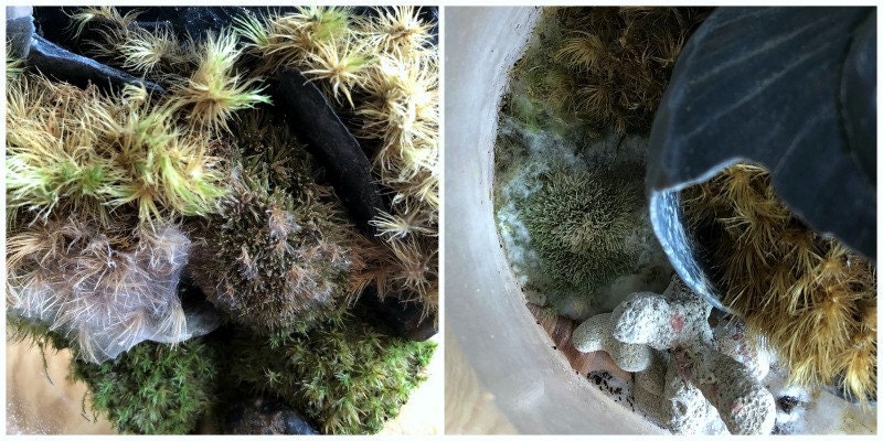 Mold in terrarium