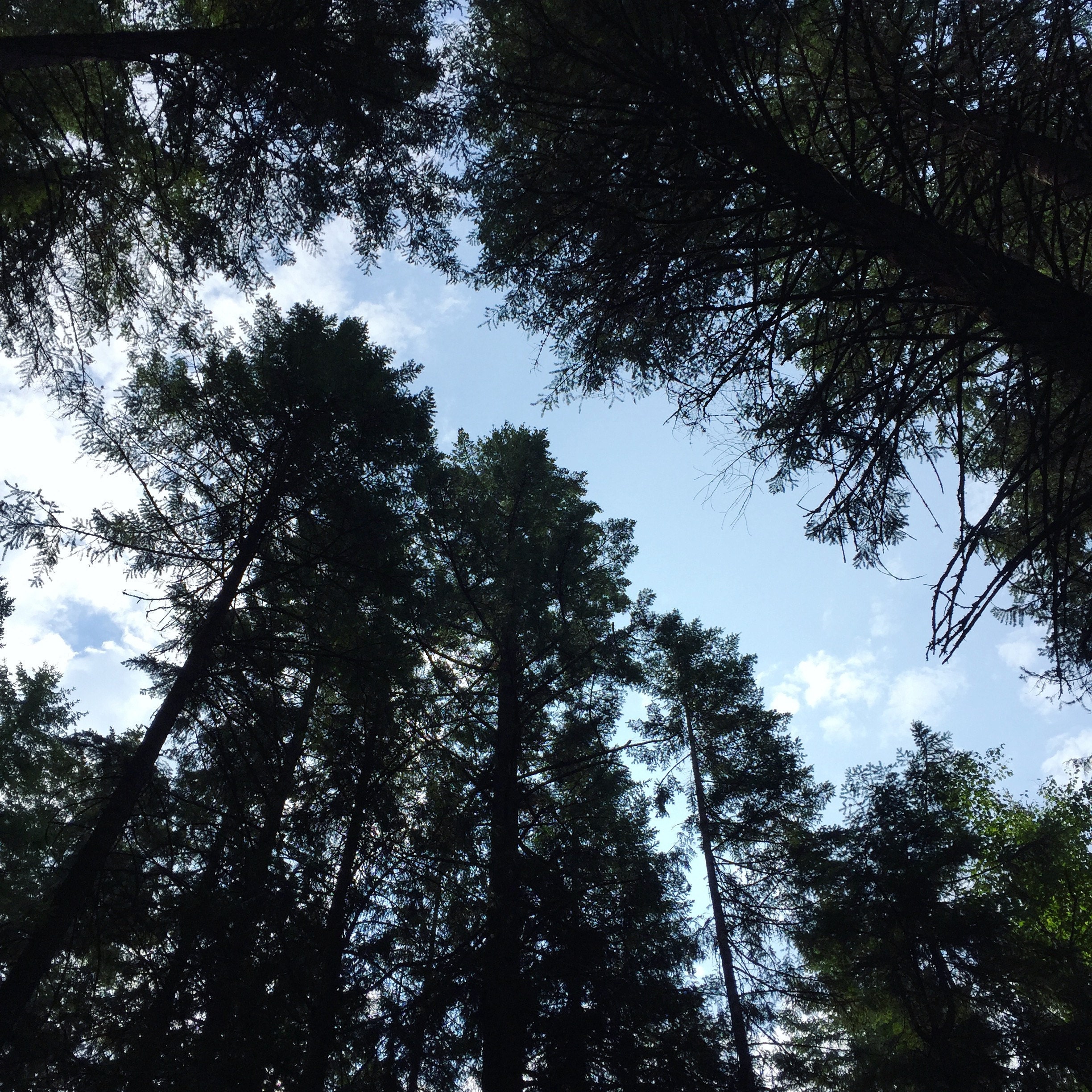Looking up through the trees