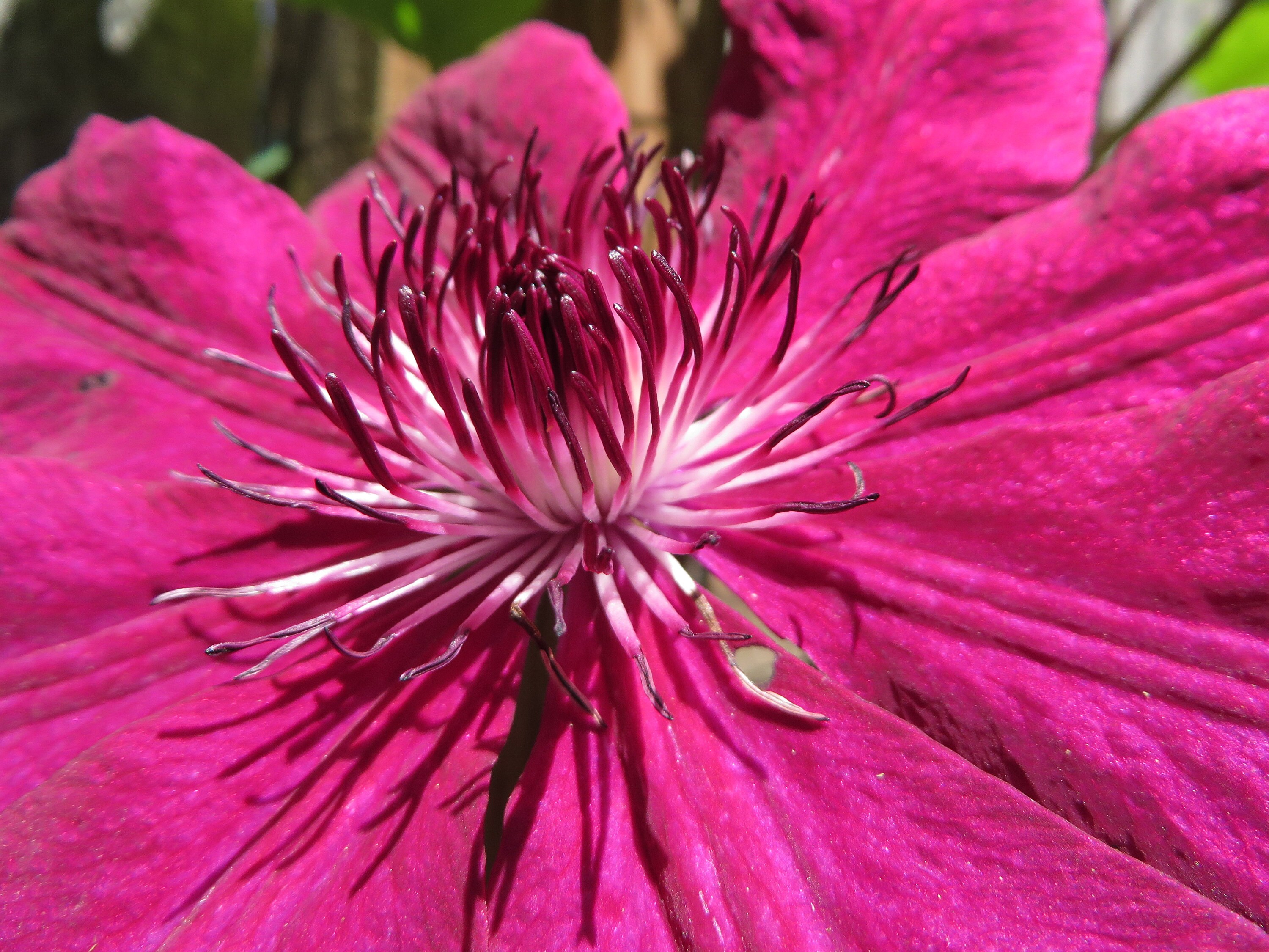 A bright Clematis in the front of the house