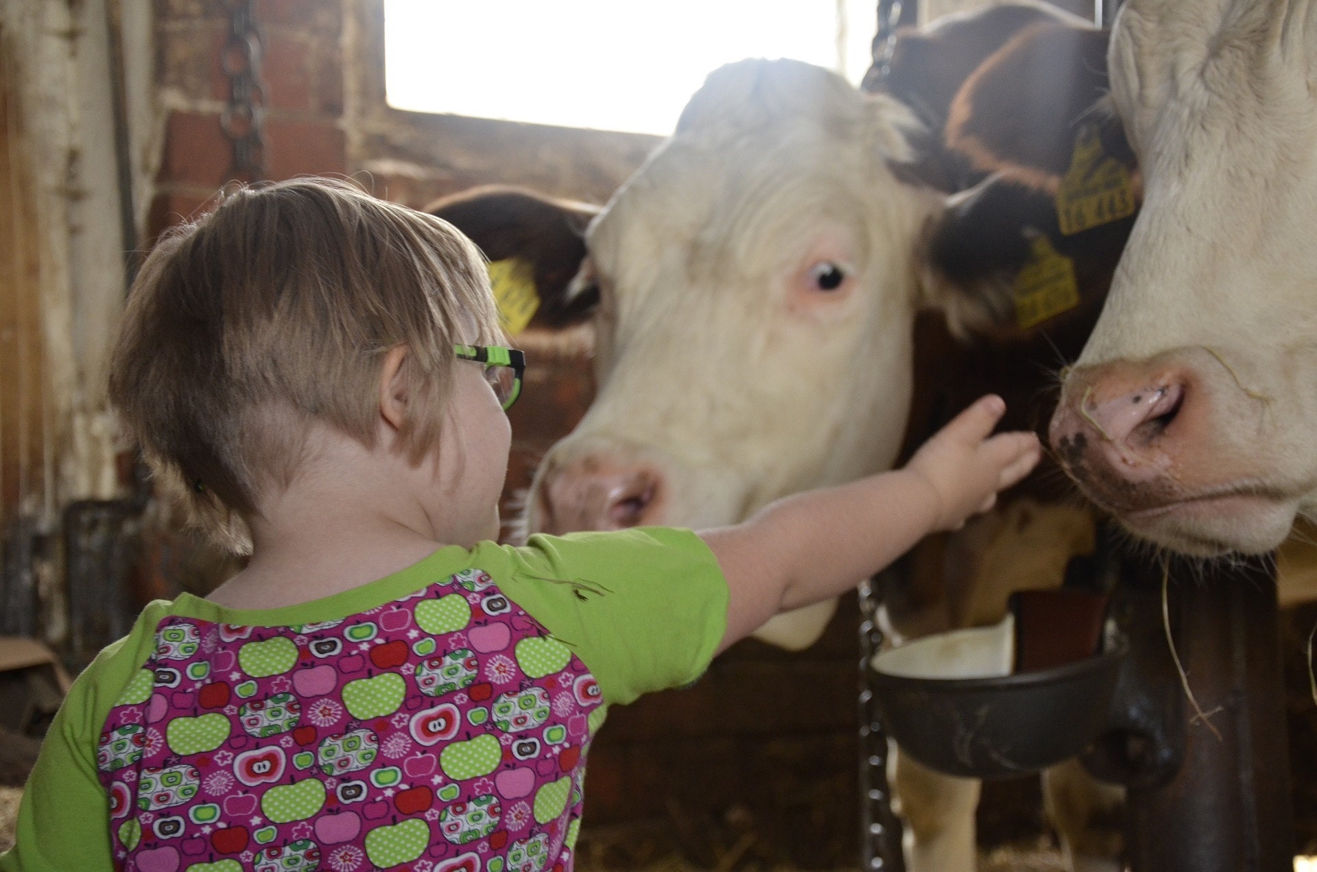 child, learning, farm, animals, outdoors, exploration