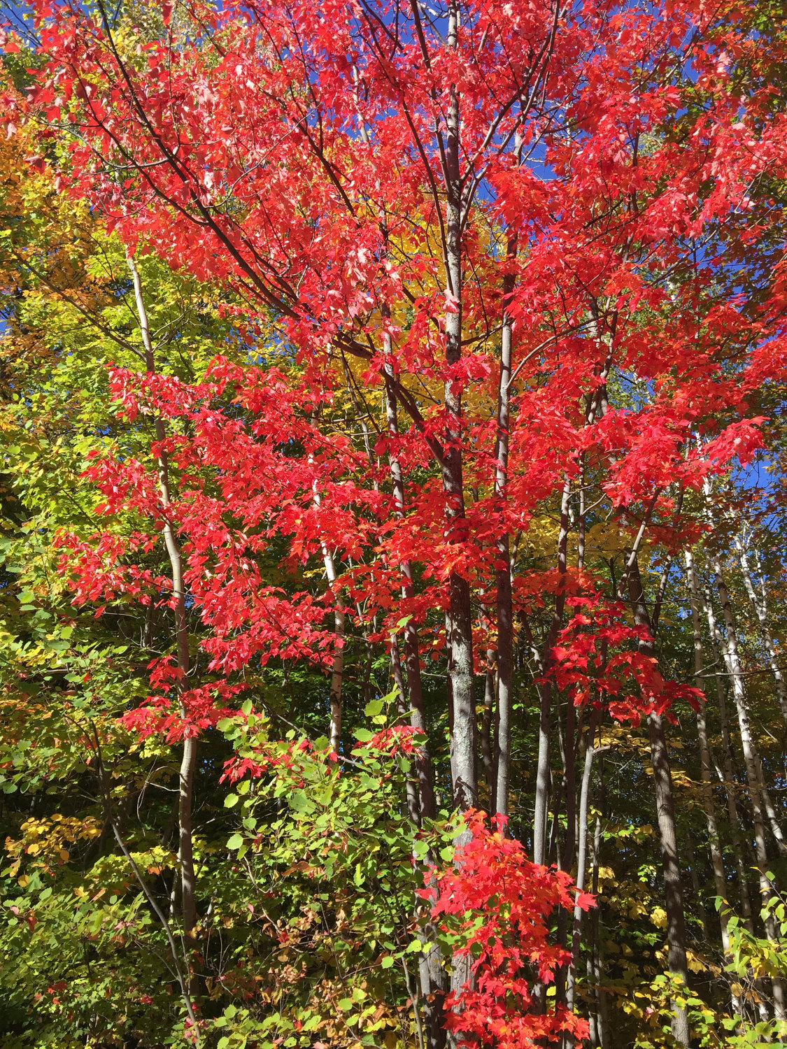 Beautiful Reds in Berlin, NH