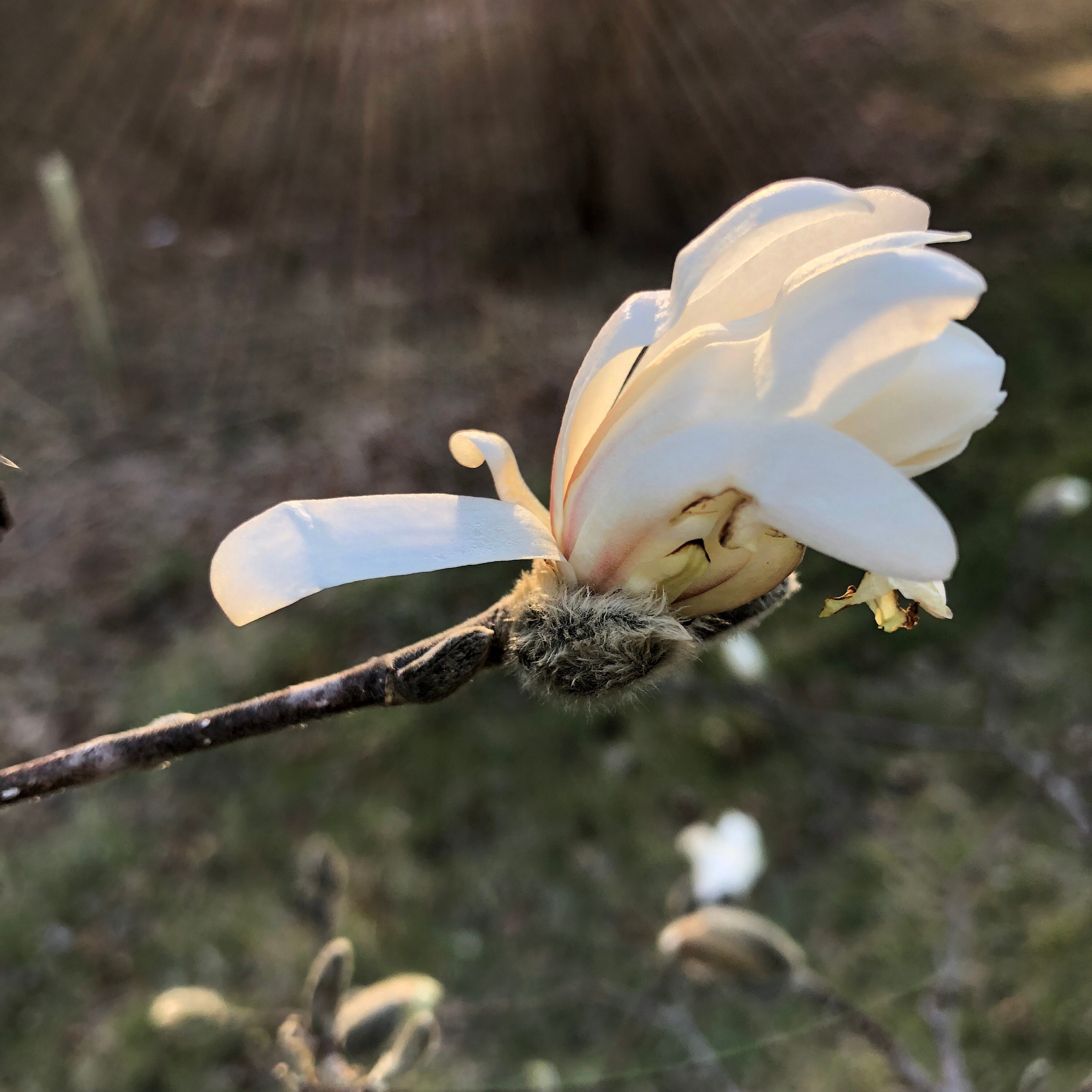 Flower bud in late March