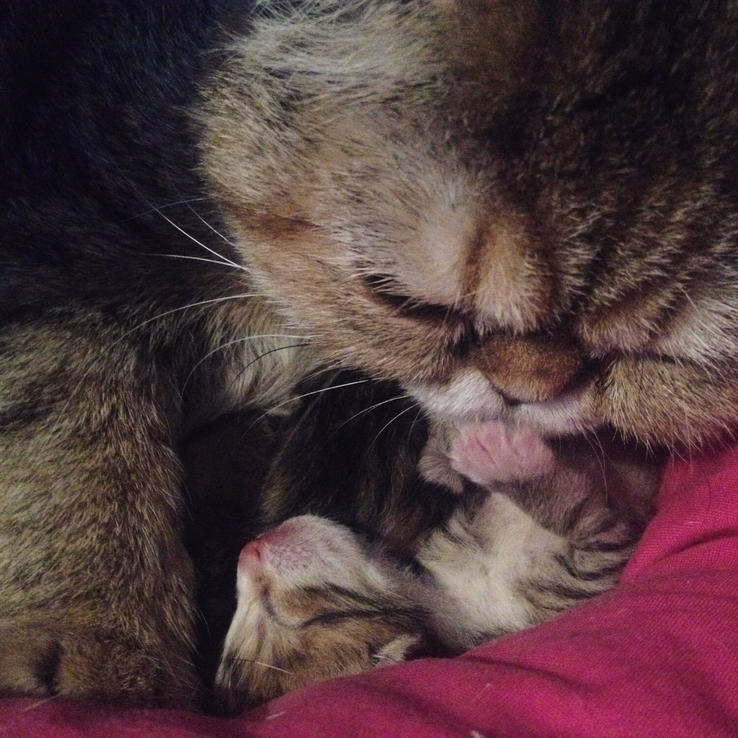 Bibi et Peach