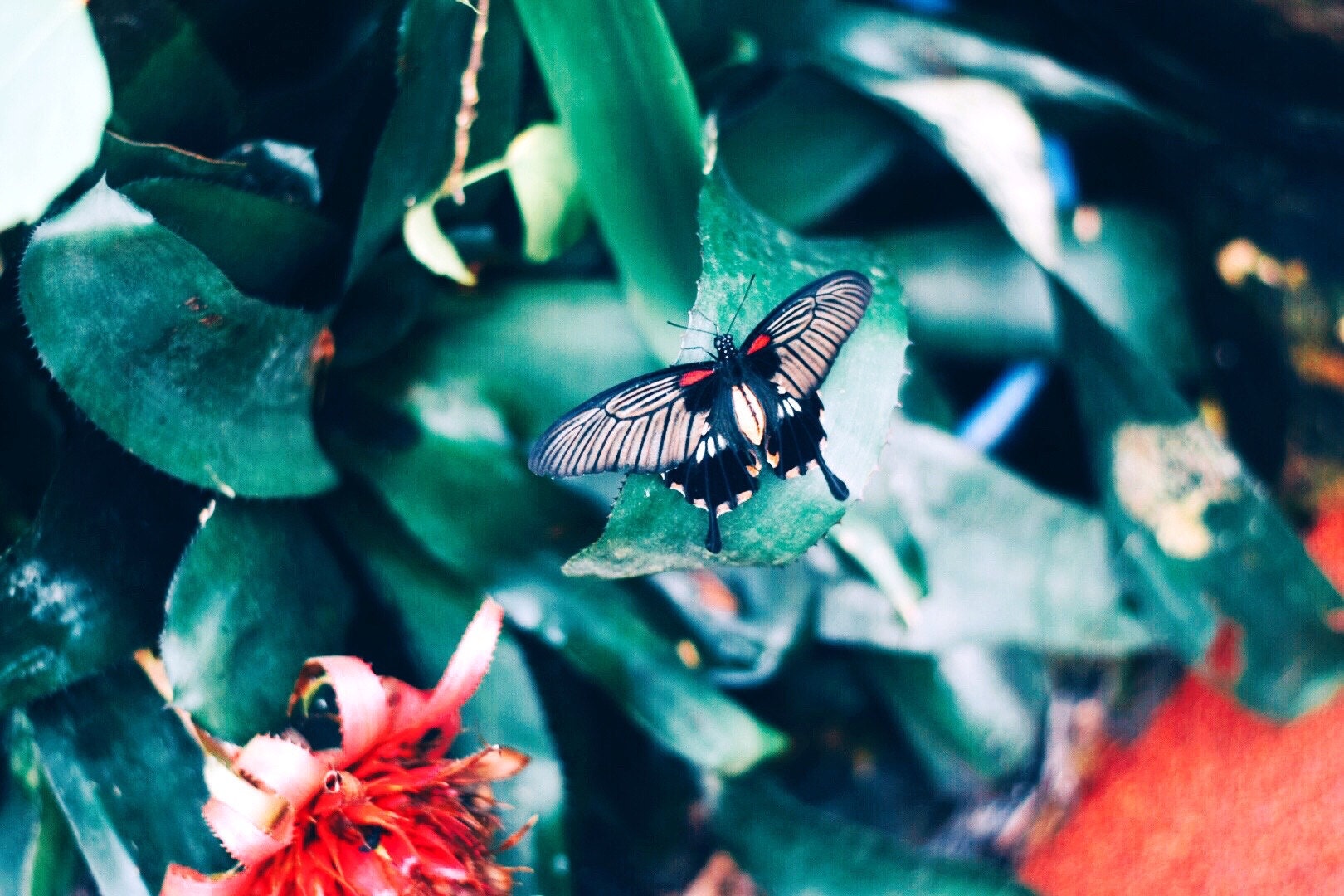 Butterfly farm
