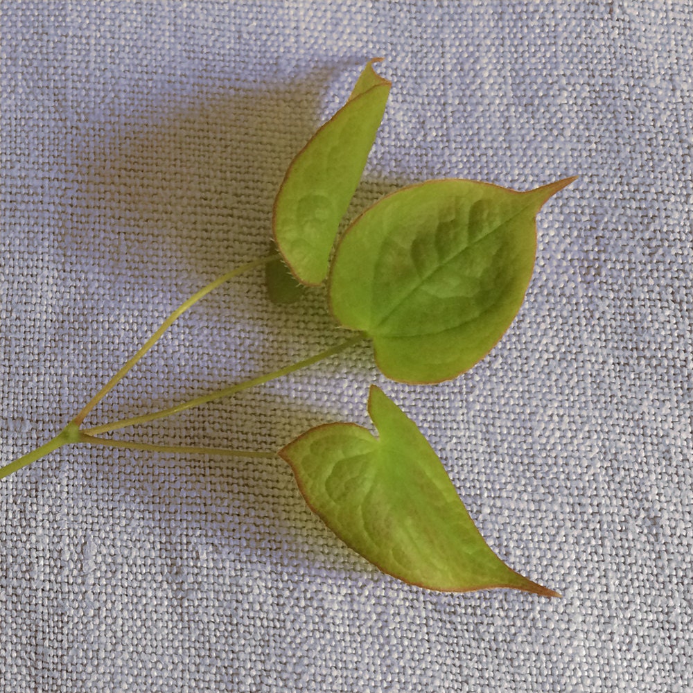 marys orchard green heart leaves