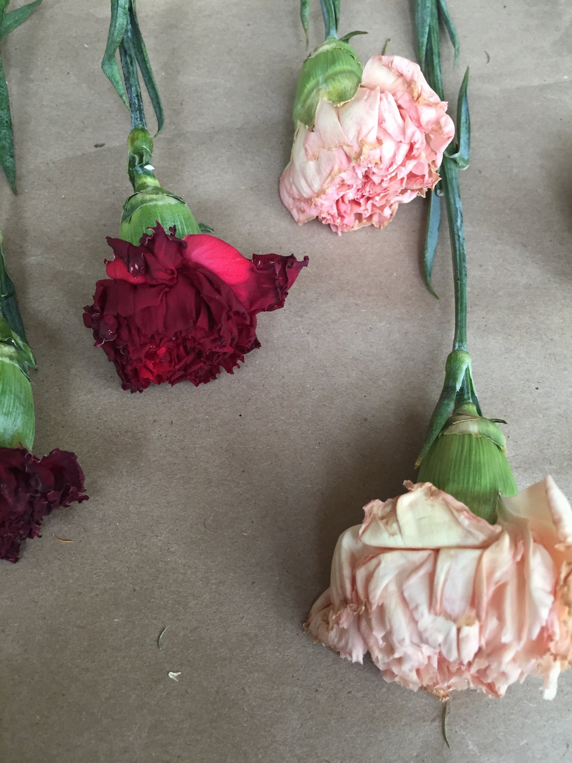 Partially Dried Carnation Flowers