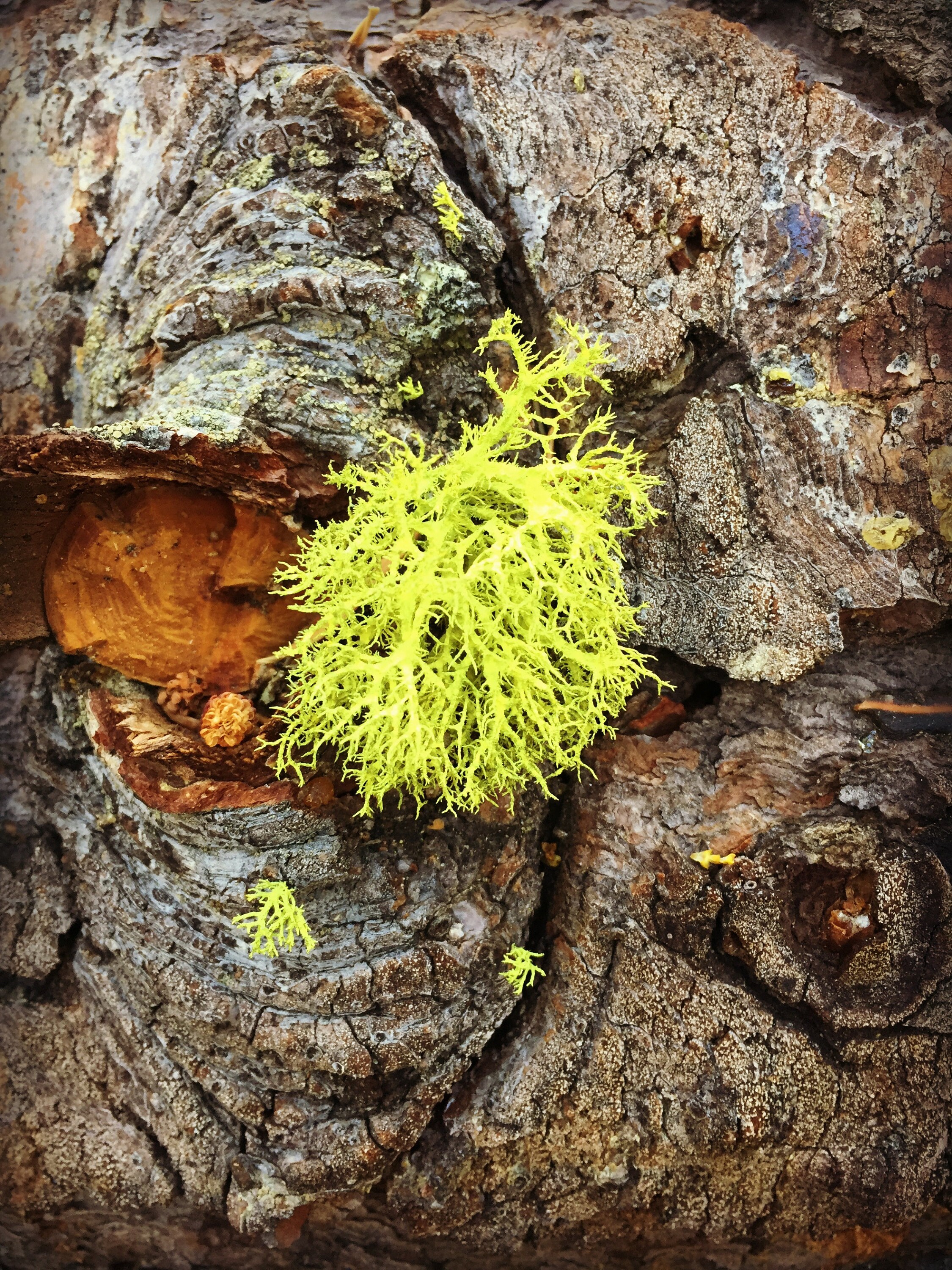 american wolf lichen