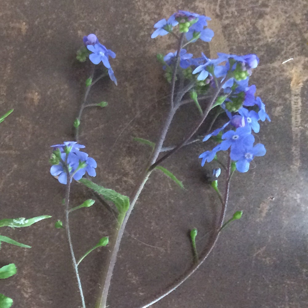 marys orchard forget me not