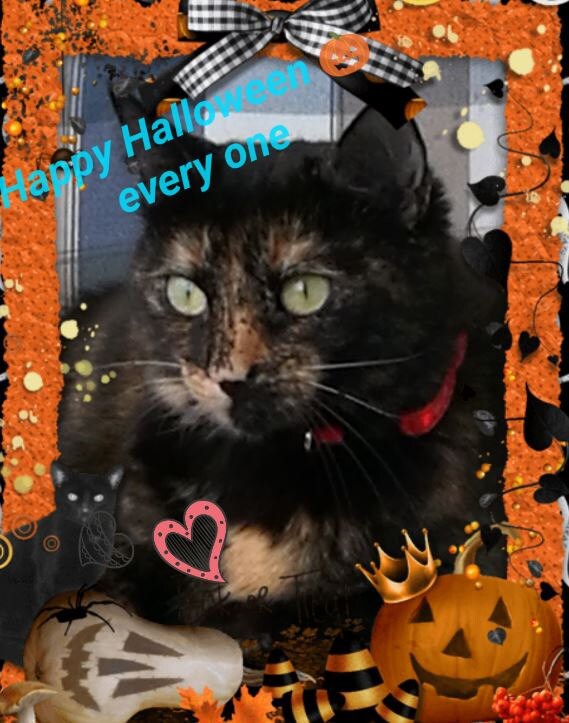 Cat Isis by Angel