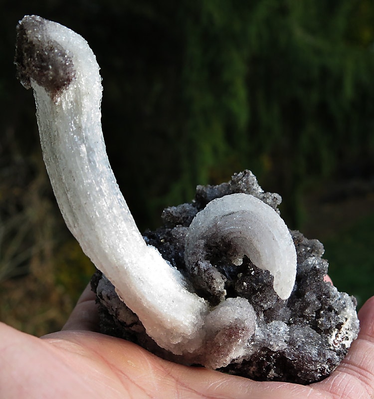 Rams Horn Selenite, Mexico