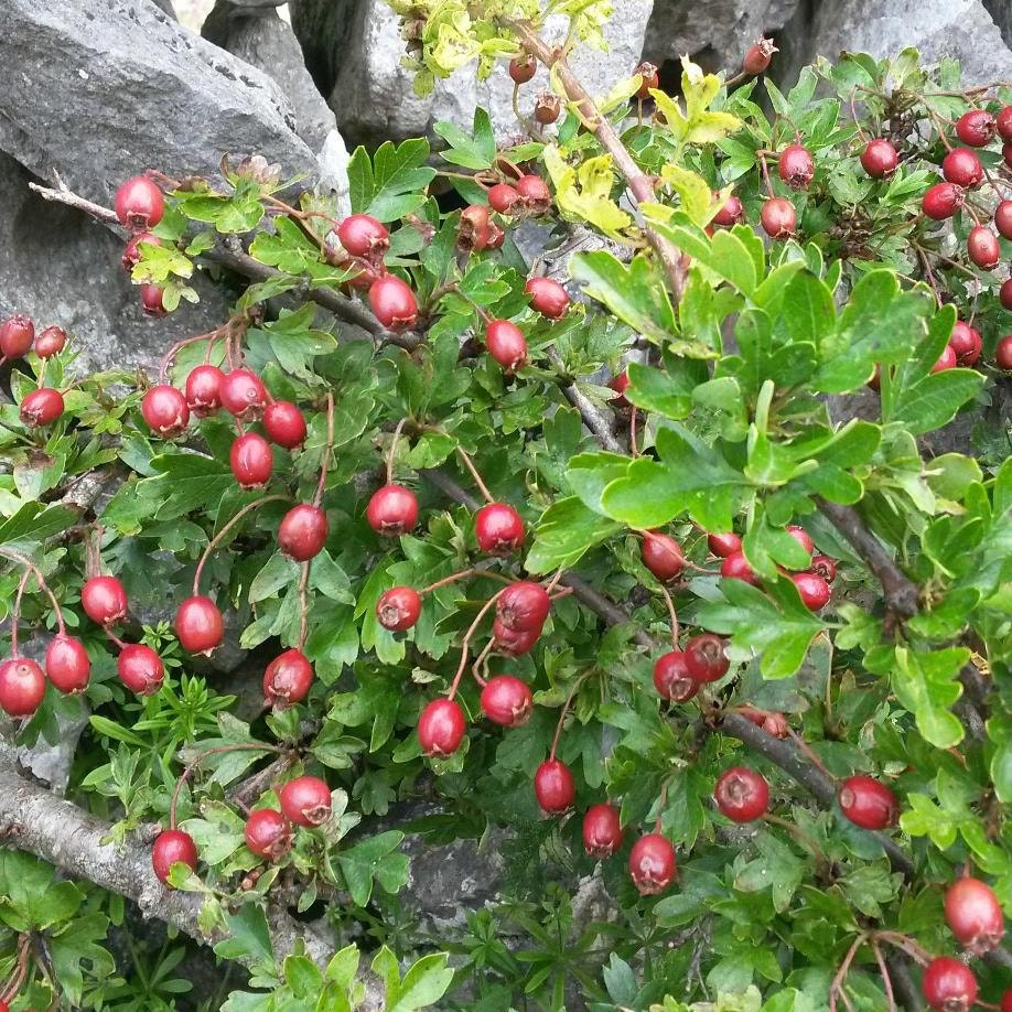 Little berries. Edible but not much flavour!