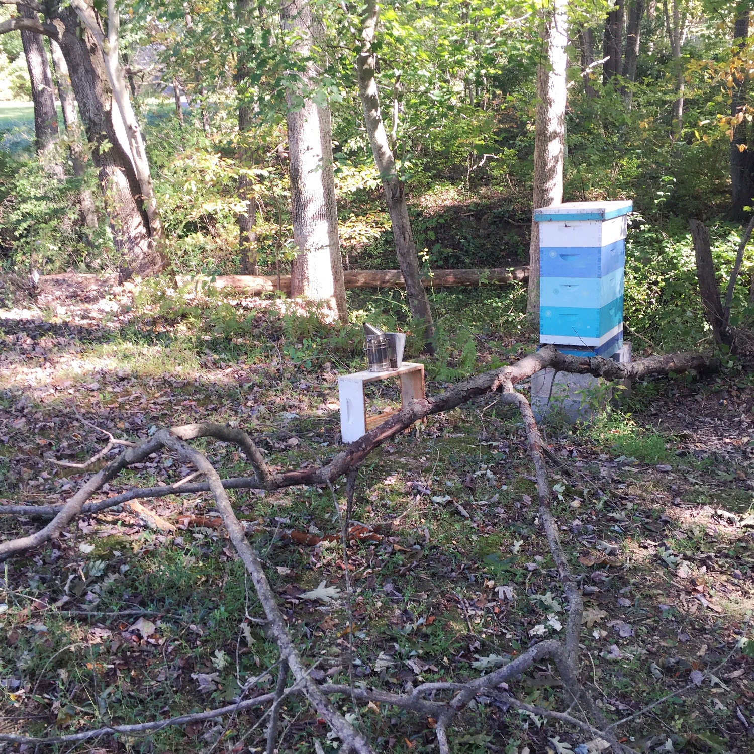 Downed Branch