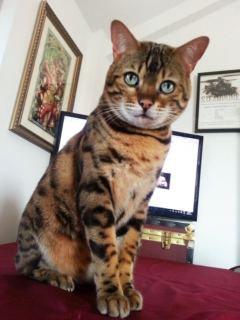 Leonard Chief executive officer