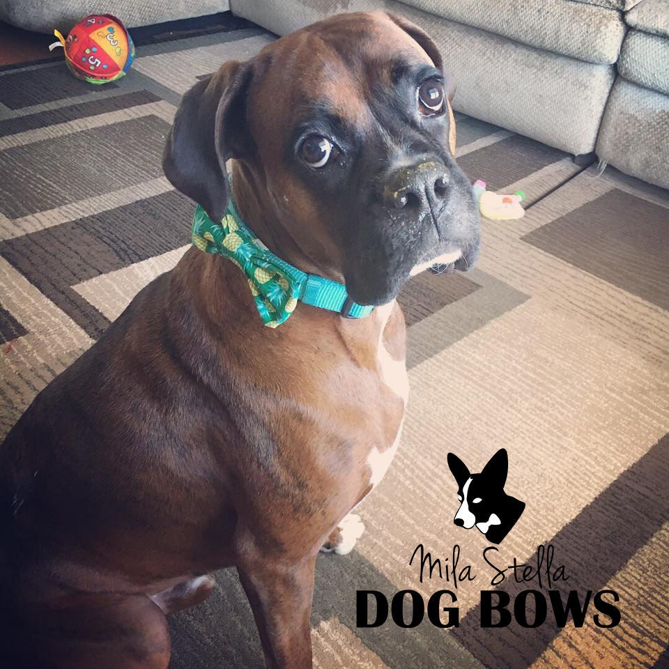 pineapple dog bow