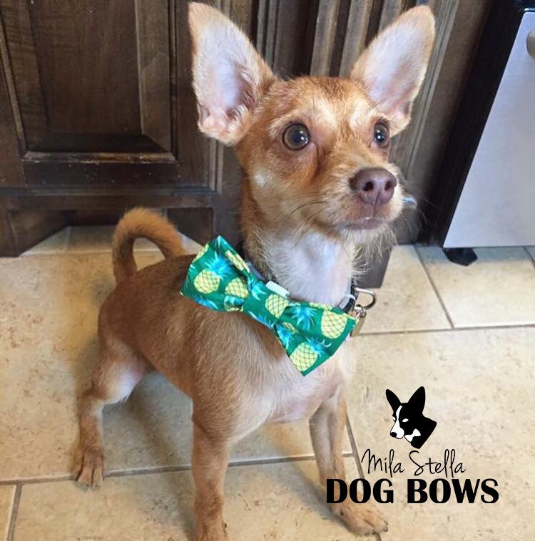 Pineapple dog bow