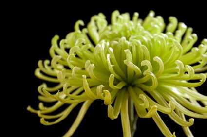 chrysanthemum ~ spider mum
