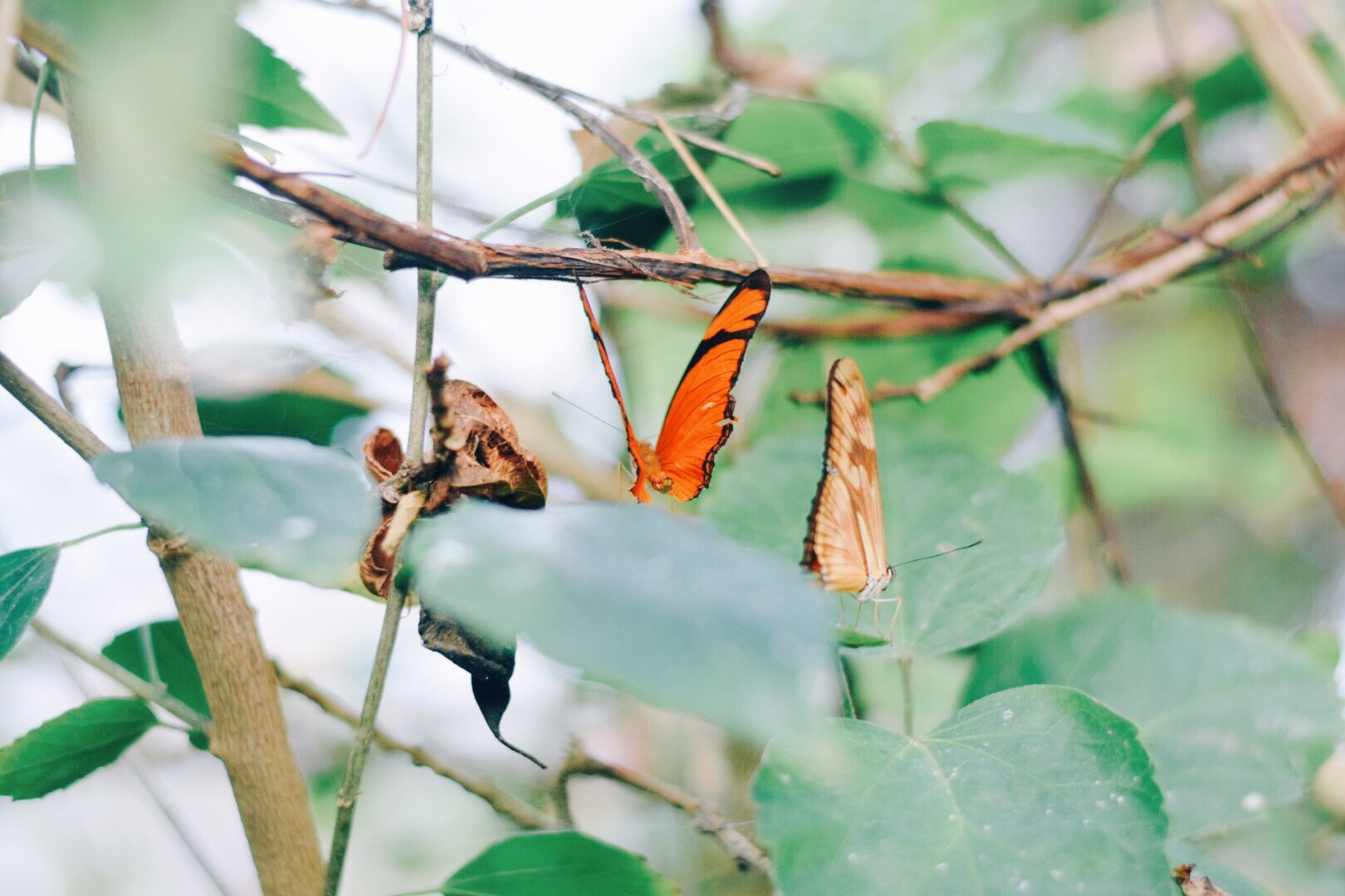 Butterfly farm