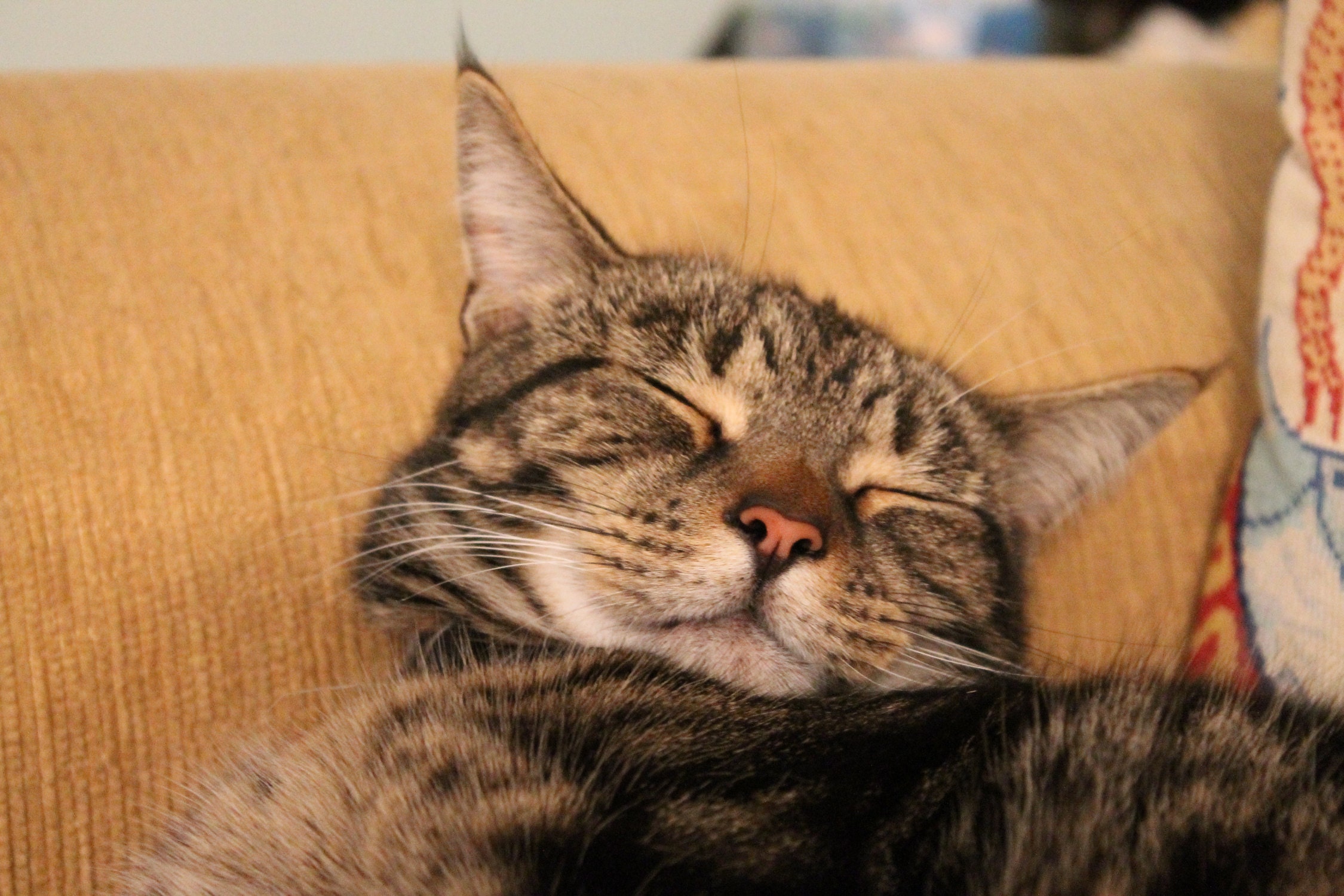 This cat is a natural at hygge