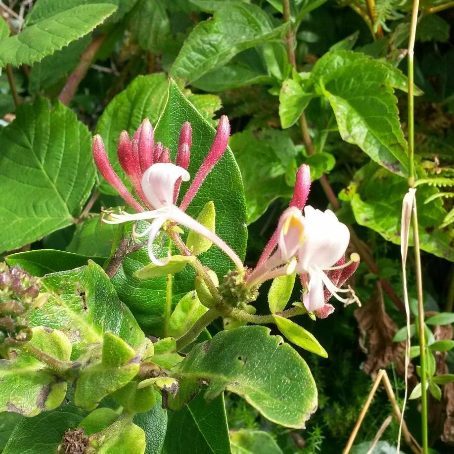 Honeysuckle