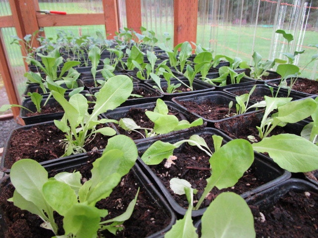 Lots of starts in the greenhouse