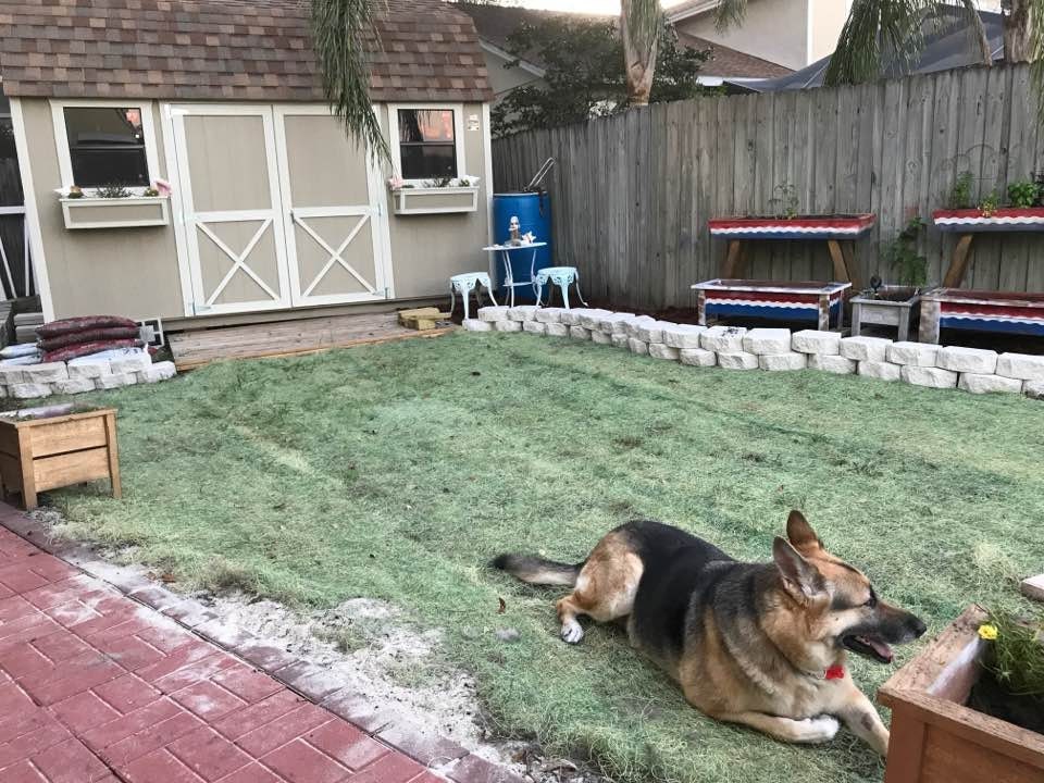 She-Shed Studio in place, Victory Garden is painted and growing, grass seed and erosion barrier laid, flower beds built up.