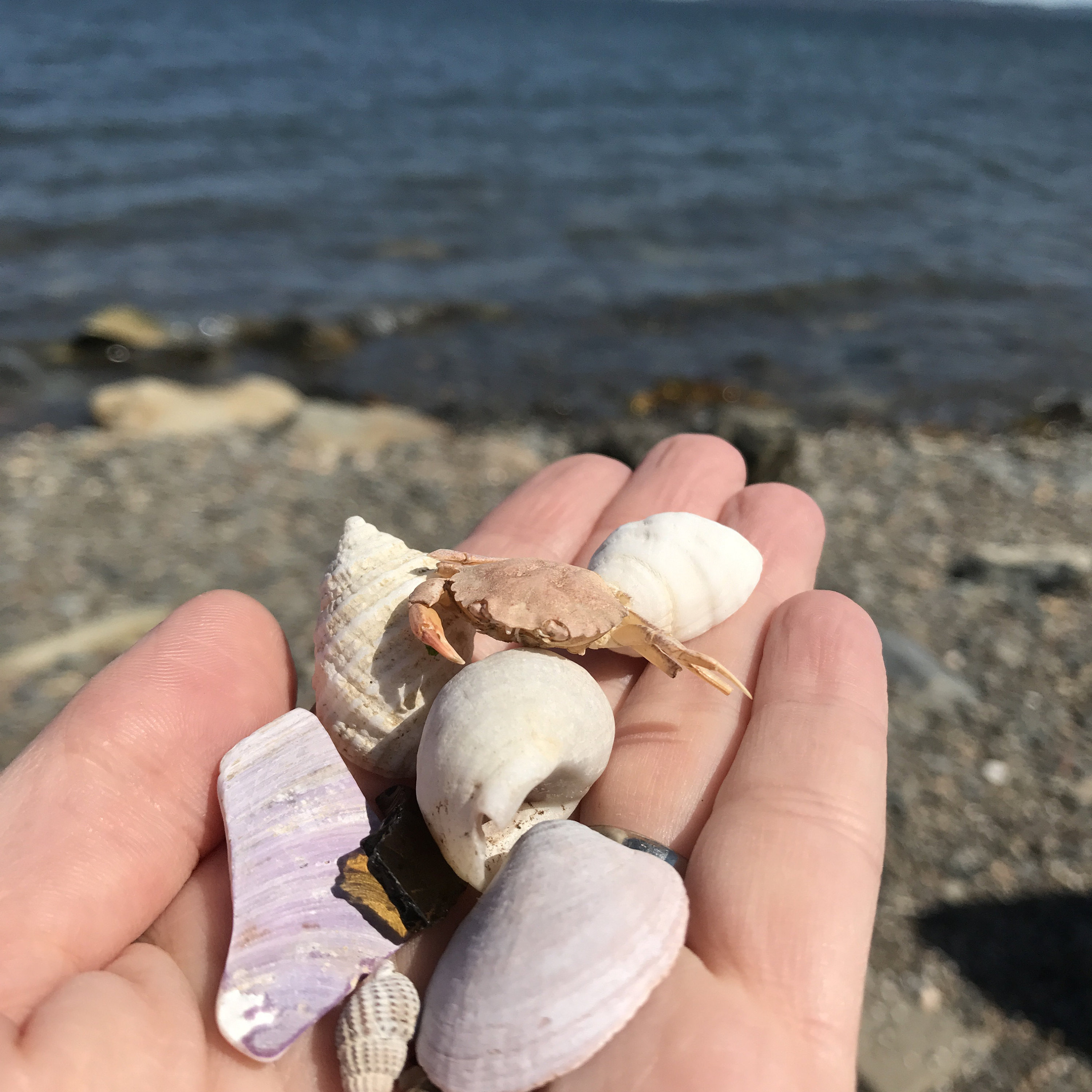 Beach treasures gathered in Digby, Nova Scotia