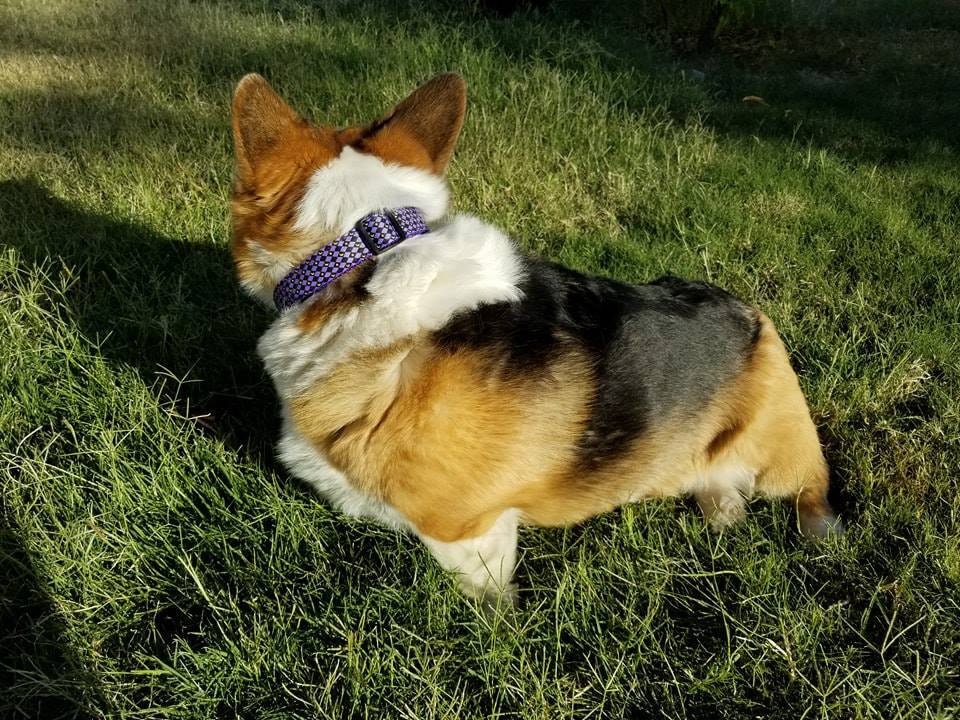 Daisys collar