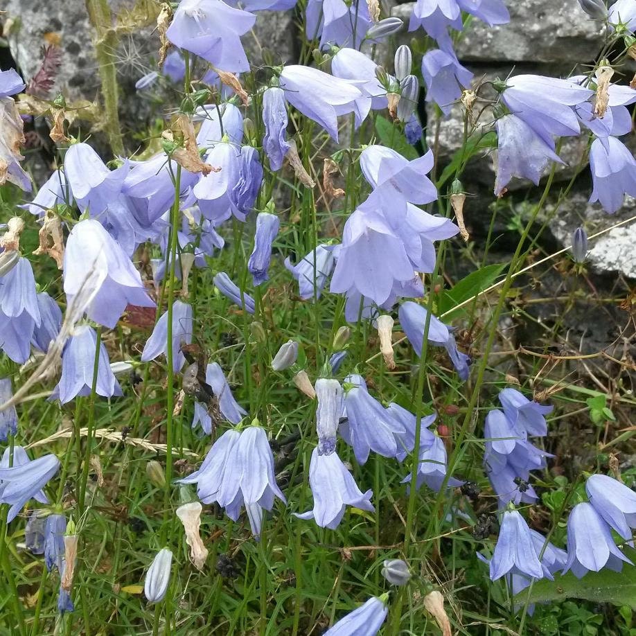 Harebells