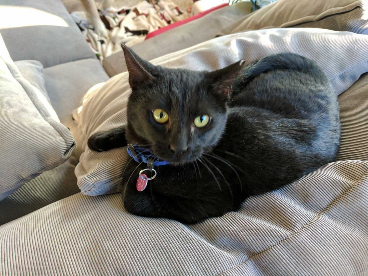 Blitzen One