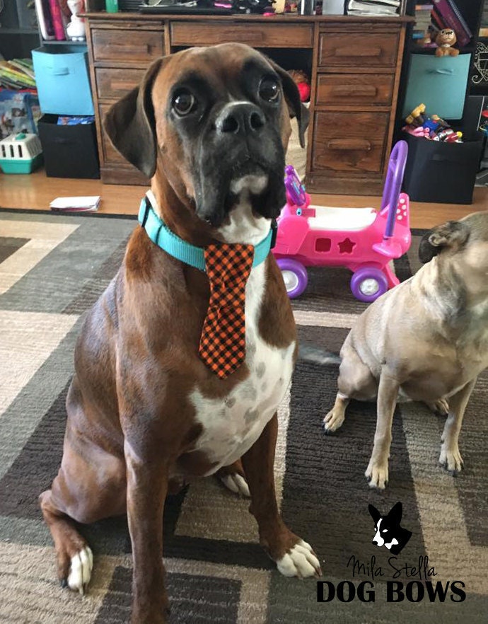 dog neckties