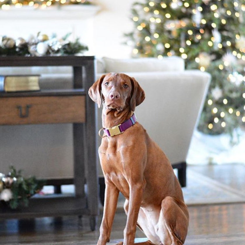 MuttsnBones Unique Dog Collars Leashes and More by MuttsnBones